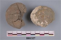 藏品(算盤蛤類)的圖片